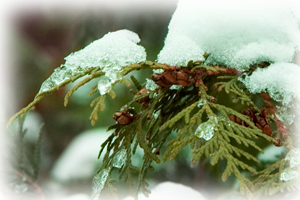 Вечнозеленое дерево :)