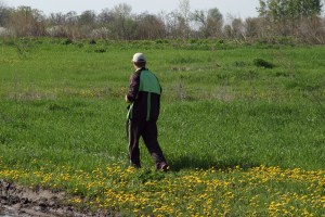 Running through a dandelion glade